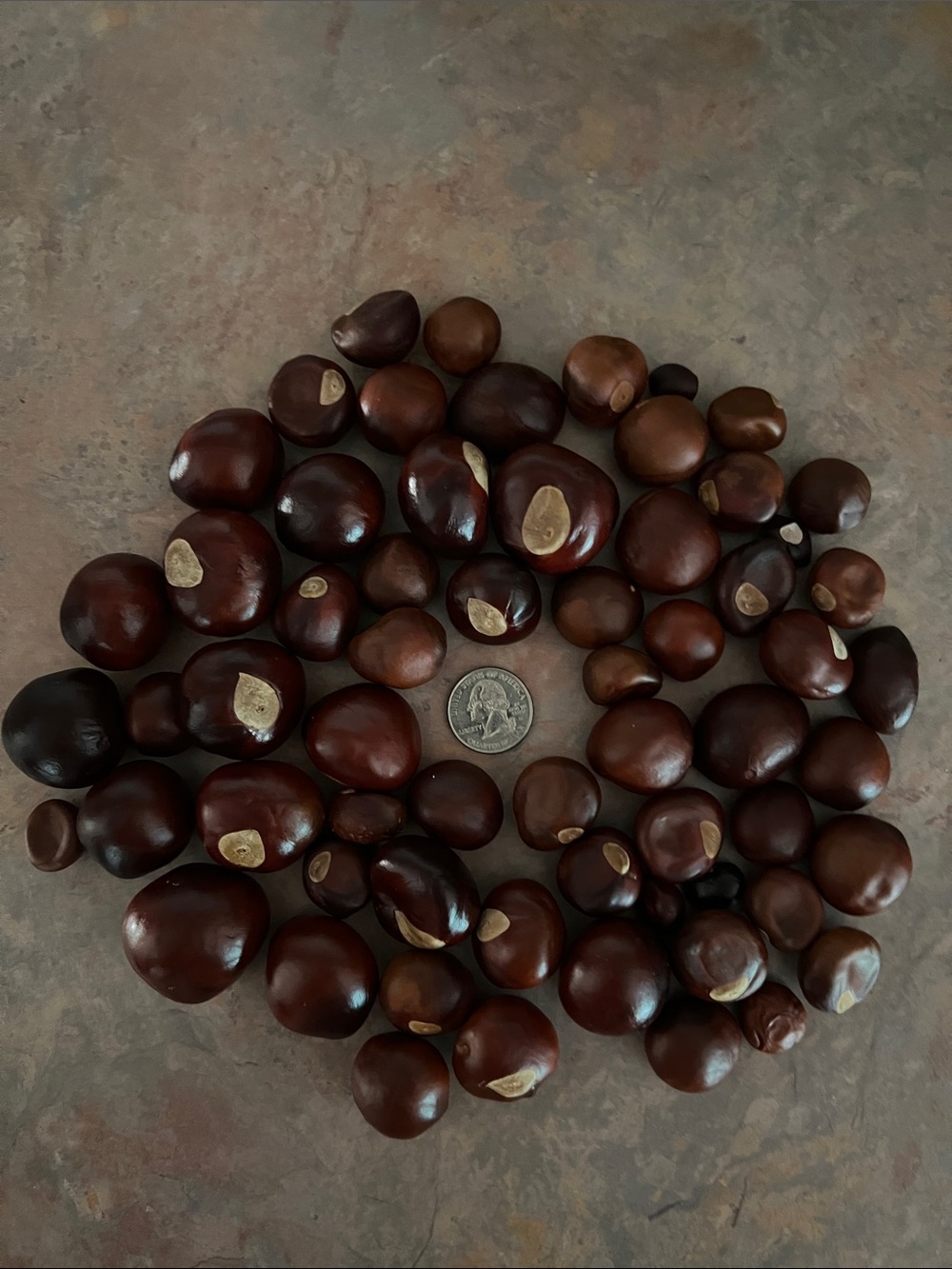 Natural Brown Fresh Buckeyes - various sizes